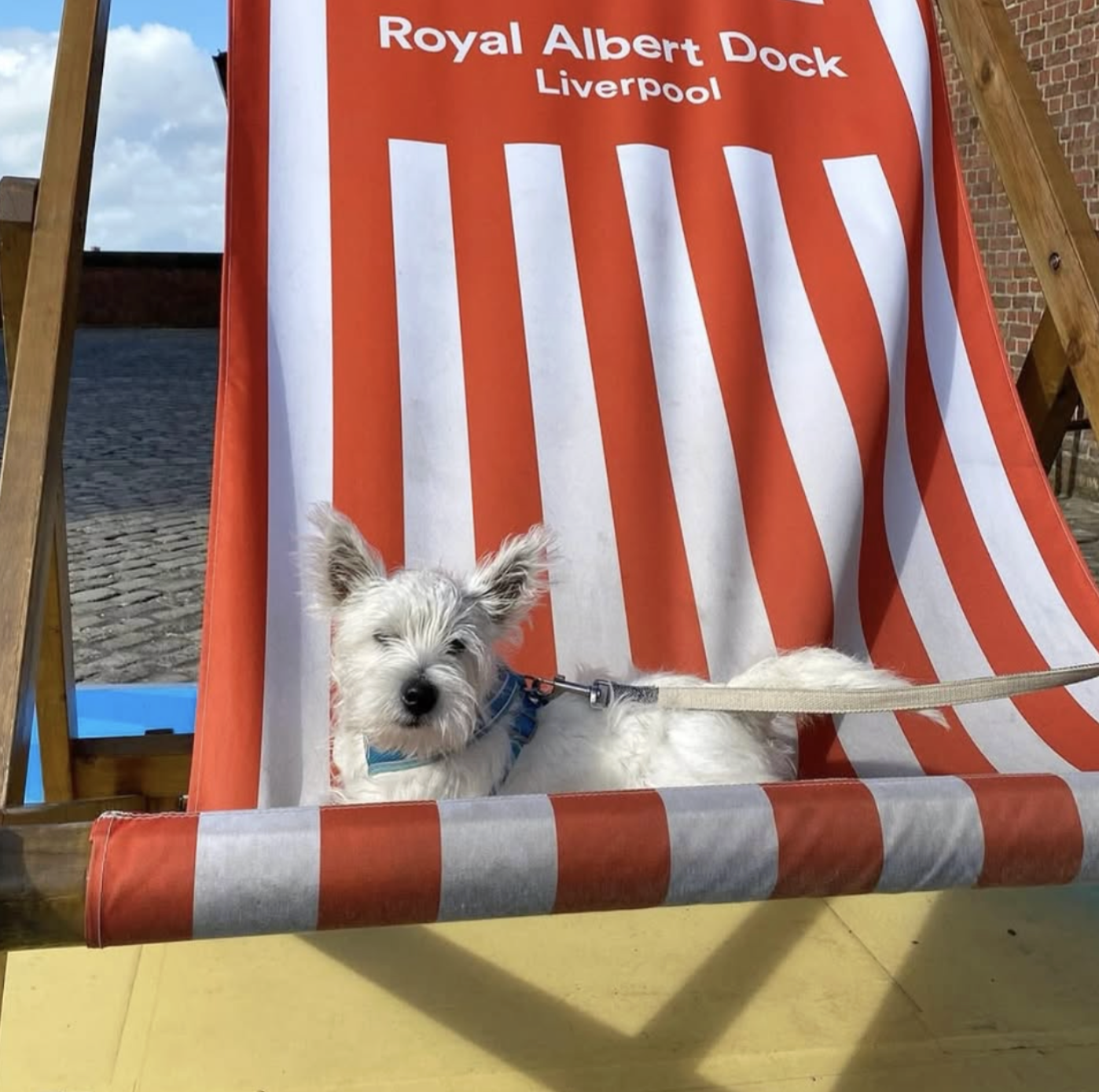 Dog-friendly venues for your four-legged pets